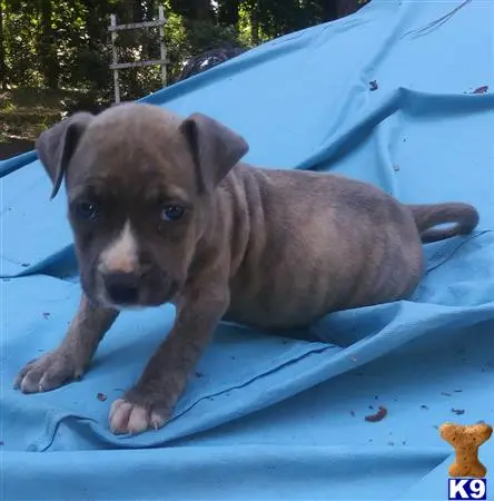 American Pit Bull puppy for sale