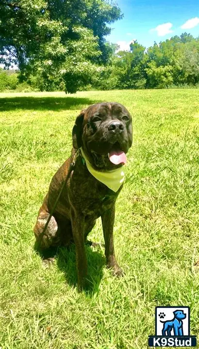 Mastiff stud dog