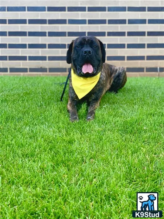 Mastiff stud dog