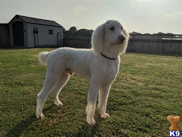 Poodle stud dog: a white poodle dog standing on grass