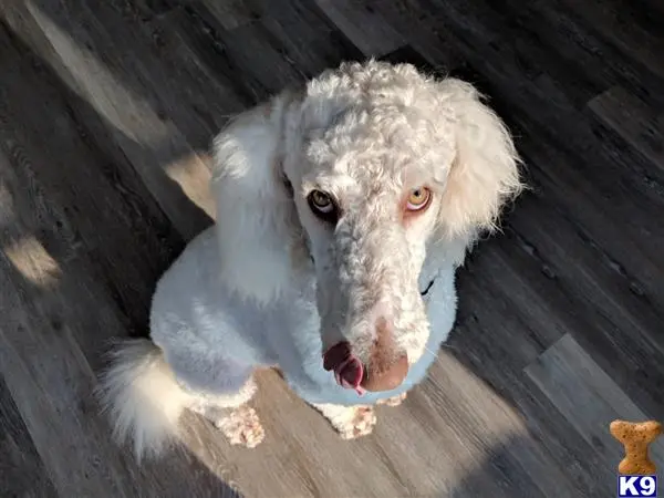 Poodle stud dog: a white poodle dog with a long nose