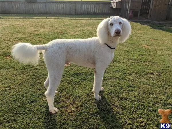 Poodle stud dog: a white poodle dog standing on grass