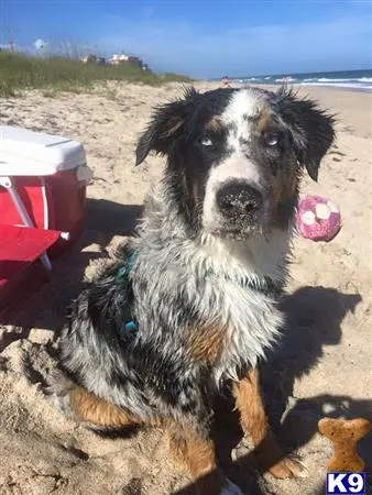 Australian Shepherd stud dog