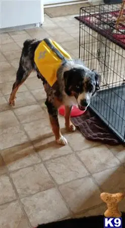 Australian Shepherd stud dog