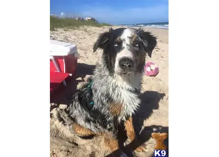 Australian Shepherd