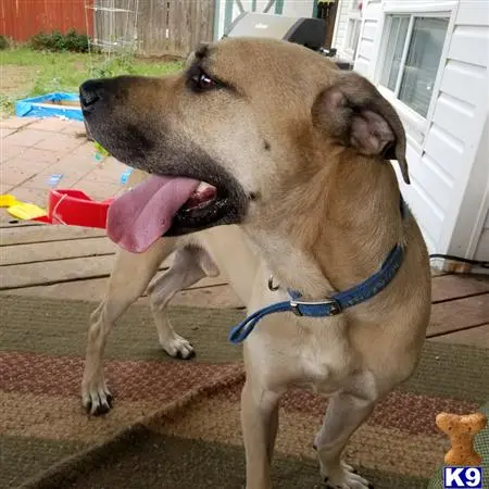 Blackmouth Cur stud dog