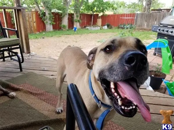 Blackmouth Cur stud dog