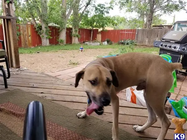 Blackmouth Cur stud dog