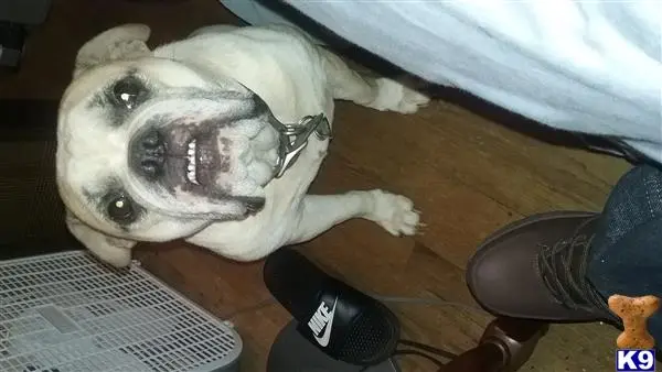 Bulldog stud dog: a bulldog dog lying on the floor