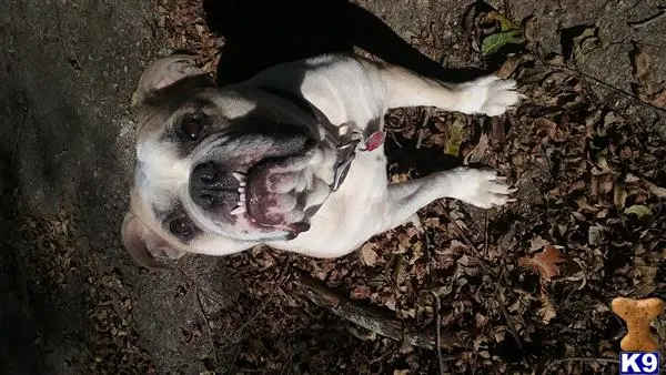 Bulldog stud dog: a bulldog dog lying on the ground