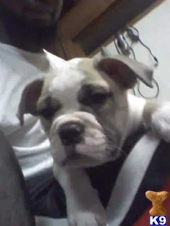 Bulldog stud dog: a bulldog dog wearing a garment