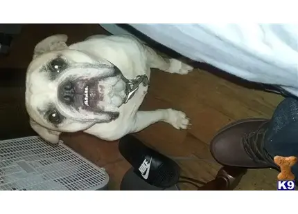 Bulldog stud dog: a bulldog dog lying on the floor