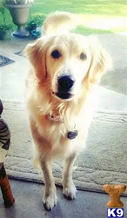 Golden Retriever female dog