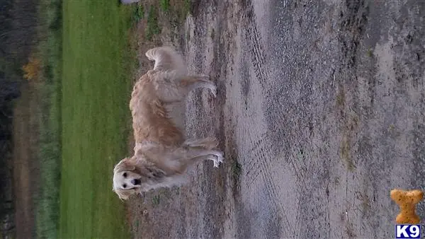 Golden Retriever female dog