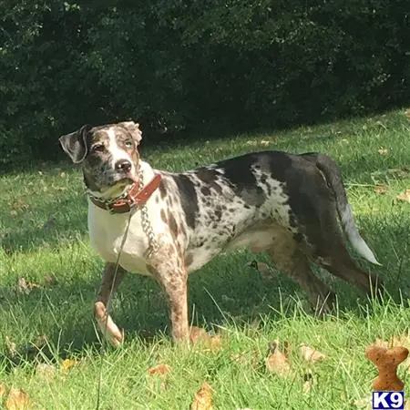 Catahoula stud dog