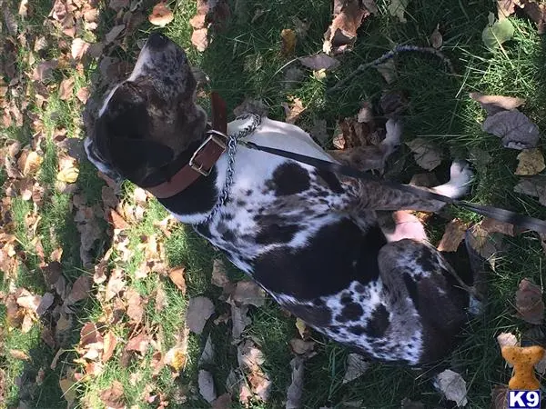 Catahoula stud dog