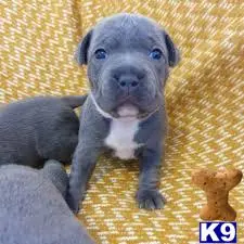 Staffordshire Bull Terrier puppy for sale