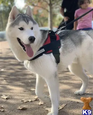 Siberian Husky stud dog