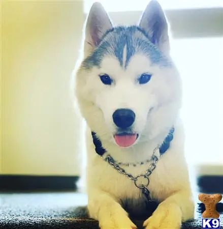 Siberian Husky stud dog