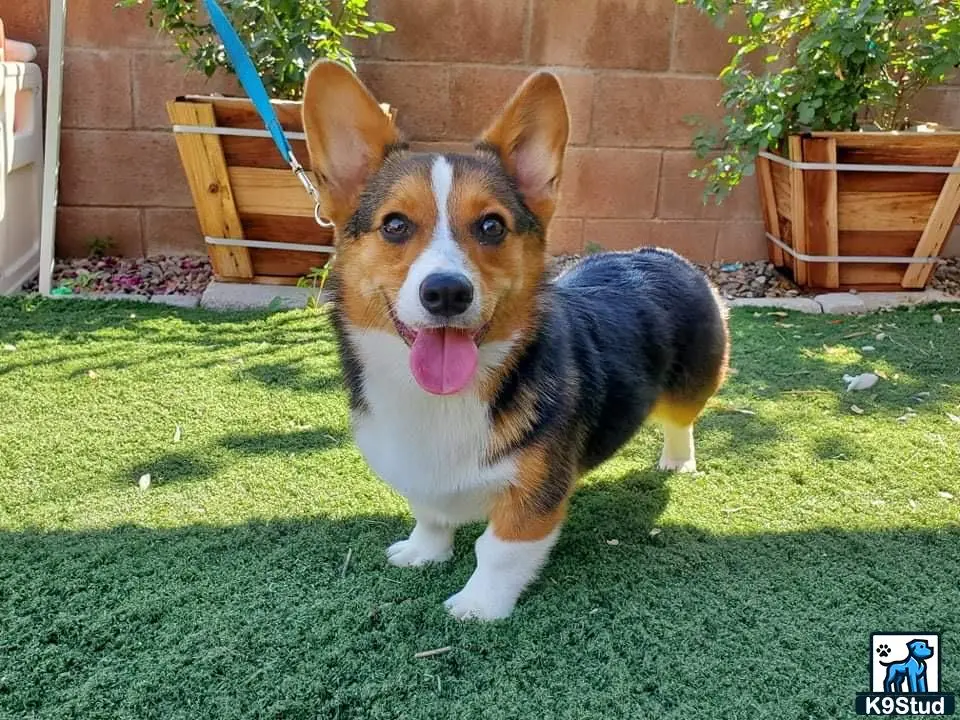 Pembroke Welsh Corgi stud dog: a pembroke welsh corgi dog sitting on grass
