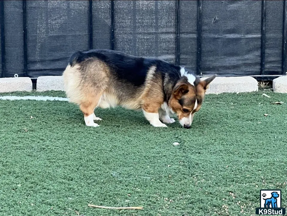 Pembroke Welsh Corgi stud dog: a pembroke welsh corgi dog walking on grass