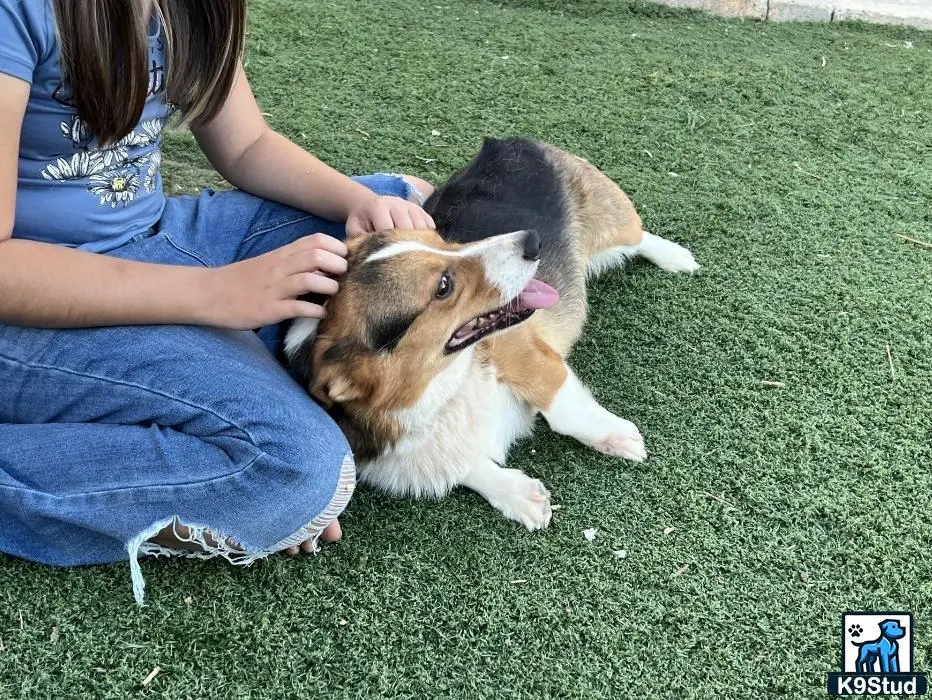 Pembroke Welsh Corgi stud dog: a pembroke welsh corgi dog biting a womans leg
