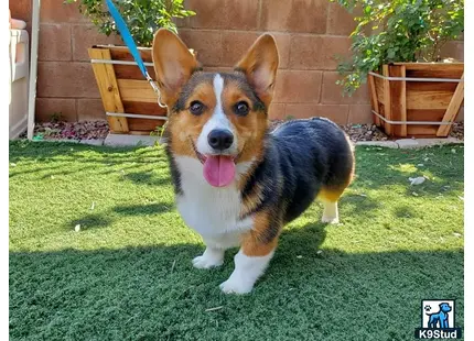 Pembroke Welsh Corgi stud dog: a pembroke welsh corgi dog sitting on grass
