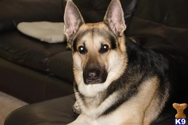 German Shepherd stud dog