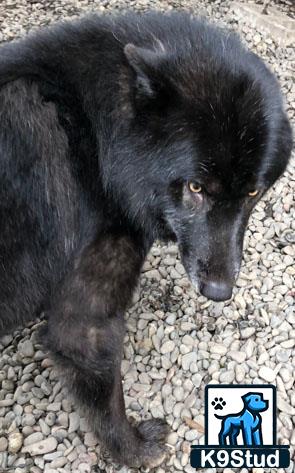 a black bear with a white background