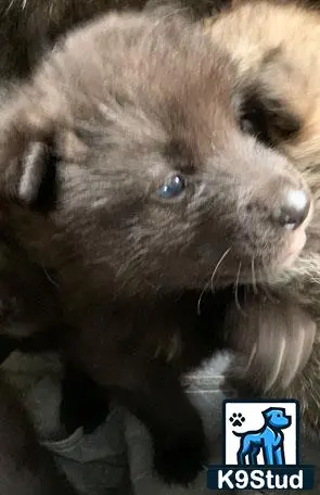 Wolf Dog puppy for sale