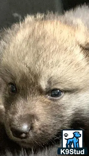 Wolf Dog puppy for sale