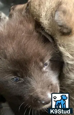 Wolf Dog puppy for sale