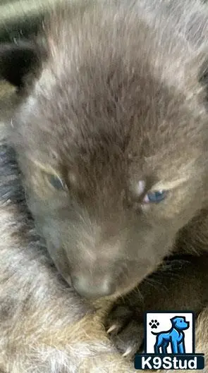 Wolf Dog puppy for sale