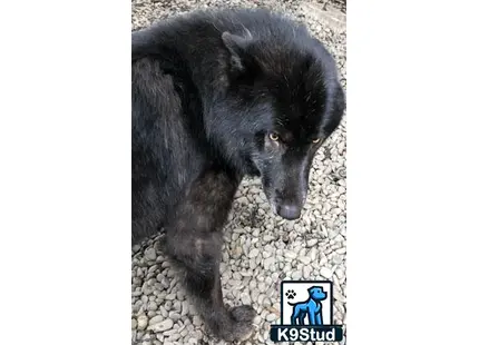 a black bear with a white background