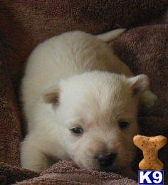 West Highland White Terrier