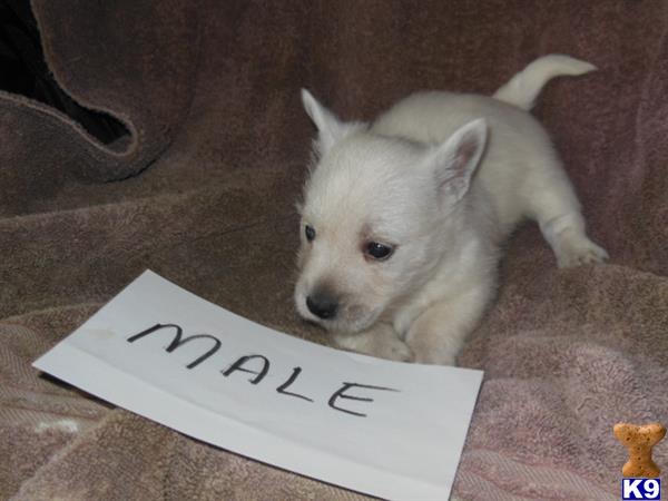 West Highland White Terrier