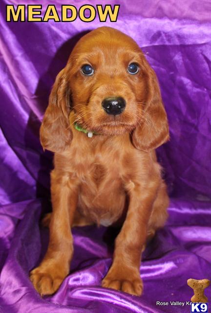 Irish Setter