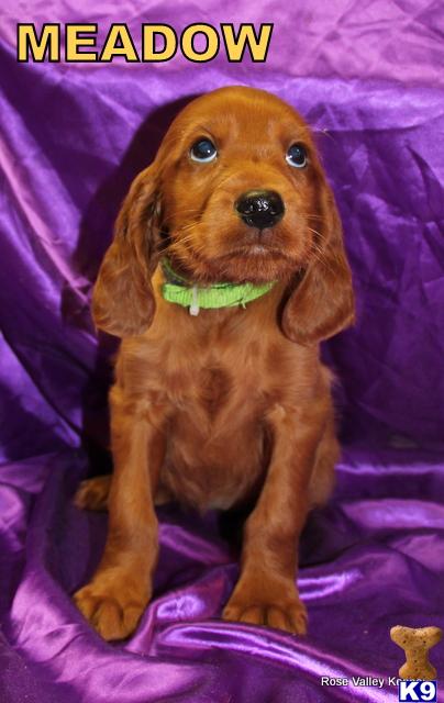 rosevalleykennel Picture 2