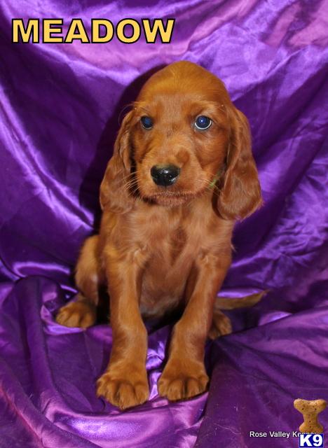 rosevalleykennel Picture 3