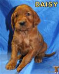 irish setter puppy posted by rosevalleykennel