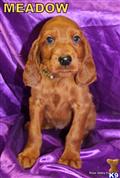 irish setter puppy posted by rosevalleykennel