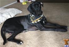 Great Dane