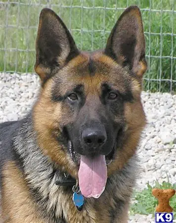 German Shepherd stud dog: a german shepherd dog with its tongue out