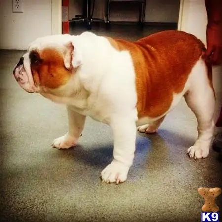 Bulldog stud dog