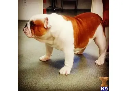 Bulldog