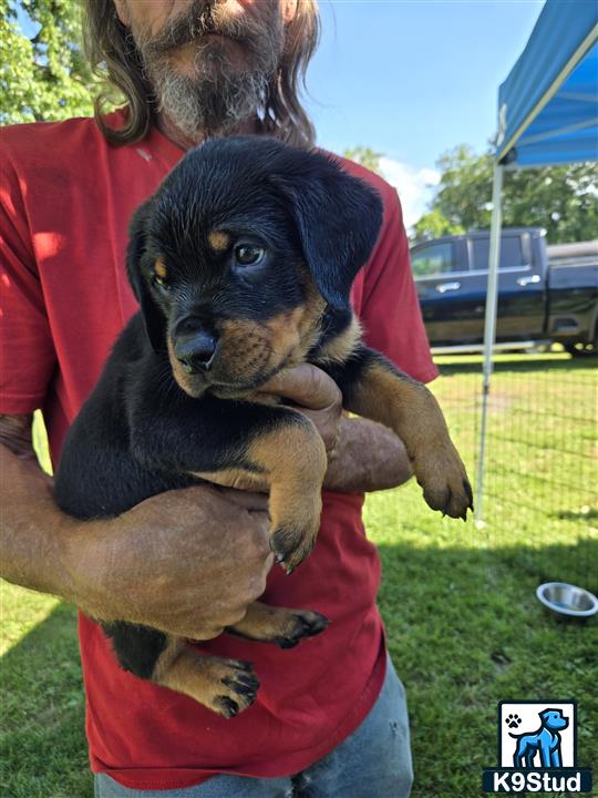 Rottweiler