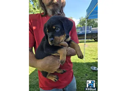 a person holding a rottweiler dog