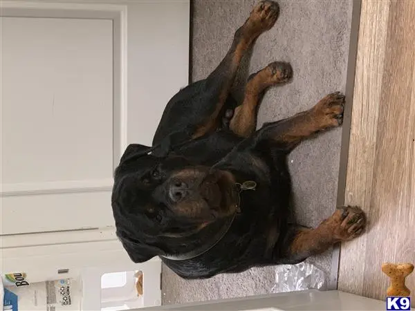 Rottweiler