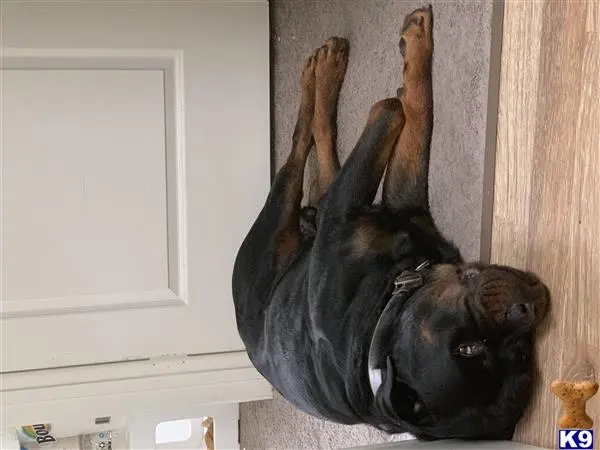 Rottweiler stud dog