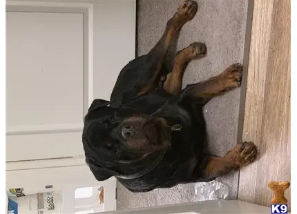 Rottweiler